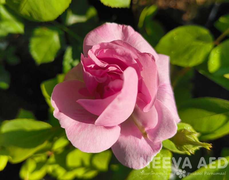 antiikroos Fantin Latour