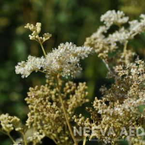 Harilik angervaks  L-2