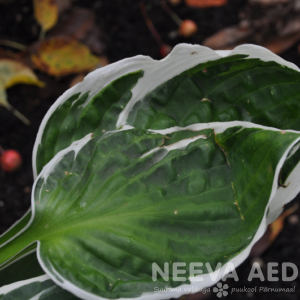 Hosta 'Karin'  L-2
