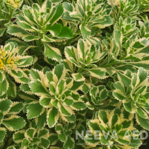 Kamtšatka kukehari 'Atlantis'  L-1,5