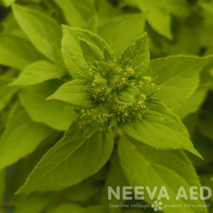 Aedhortensia 'Little Spooky' 25-30cm L-2