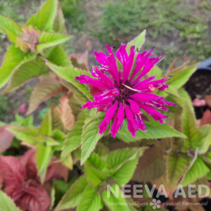 Aedmonarda 'Bee-Merry' P-15