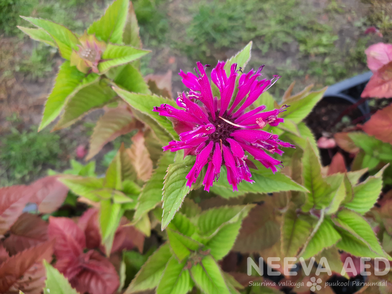 Aedmonarda 'Bee-Merry' P-15