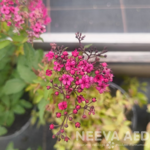 Jaapani enelas 'Neon Flash' 15-20cm L-2