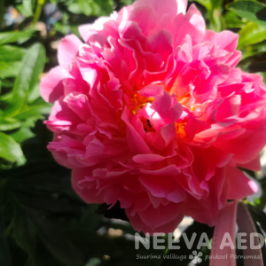 Valgeõieline pojeng 'Pink Hawaiin Coral'  L-4