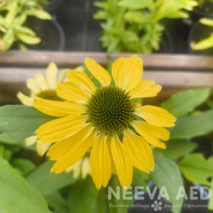 Purpur-siilkübar 'Pearl Yellow'  P-15