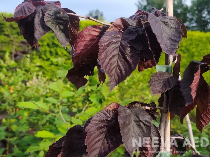 Harilik sarapuu 'Purple Umbrella' 100-125cm L-5