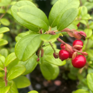 Harilik pohl 'Red Pearl'  L-1,5