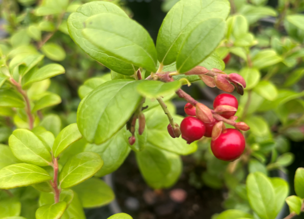 Harilik pohl 'Red Pearl' L-1,5