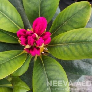 Rododendron 'Pearce’s American Beauty' L-2