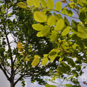 Harilik robiinia e. Valge akaatsia 'Umbraculifera' 250-300cm L-25