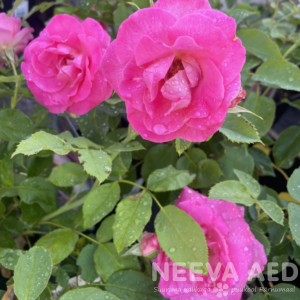 Peenraroos F 'Melrose' L-3
