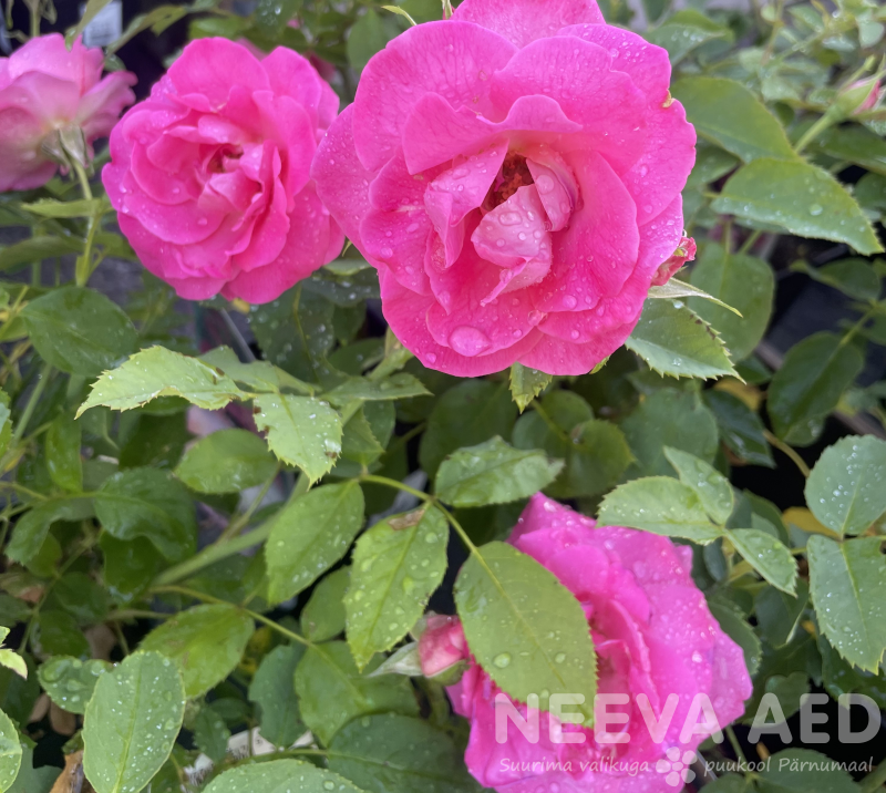 Peenraroos F 'Melrose' L-3