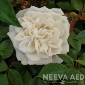 Peenraroos F 'Lions rose R´ / ´Champagne Moment' L-3