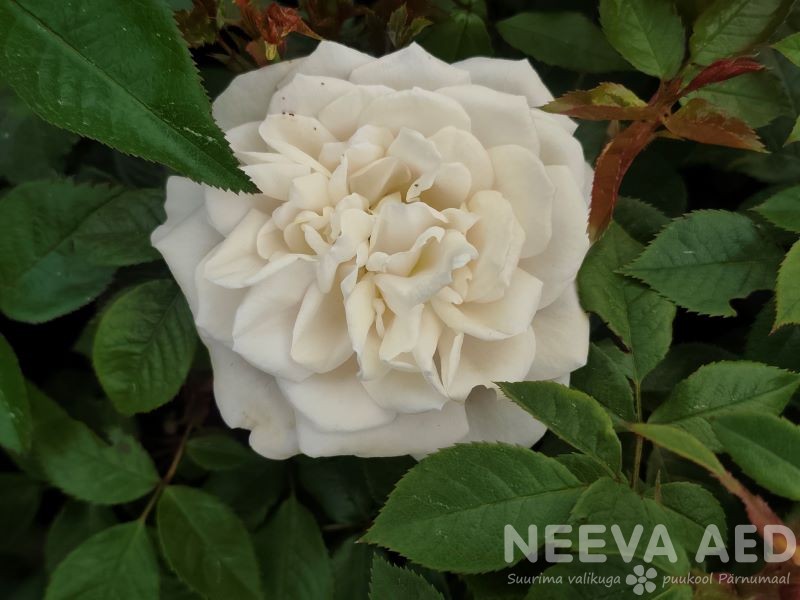 Peenraroos F 'Lions rose R´ / ´Champagne Moment' L-3