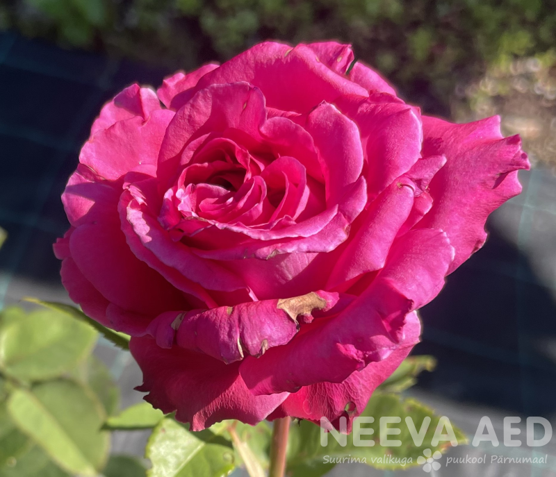 Peenraroos TH 'Noblesse' L-3