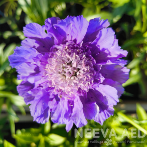 Kaukaasia tähtpea 'Fama Deep Blue'  P-15