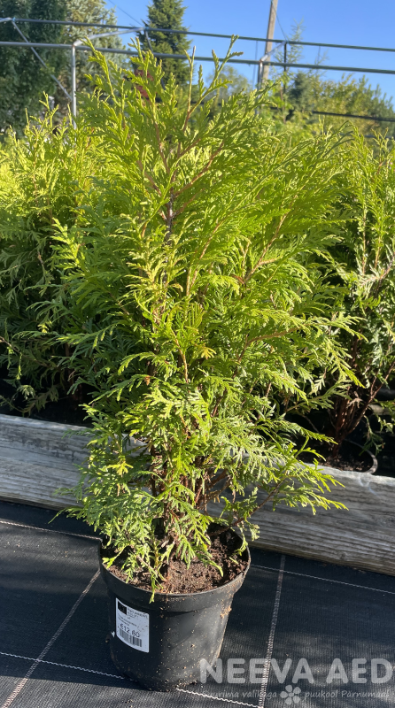 Harilik elupuu 'Woodwardii' 25-35cm L-2