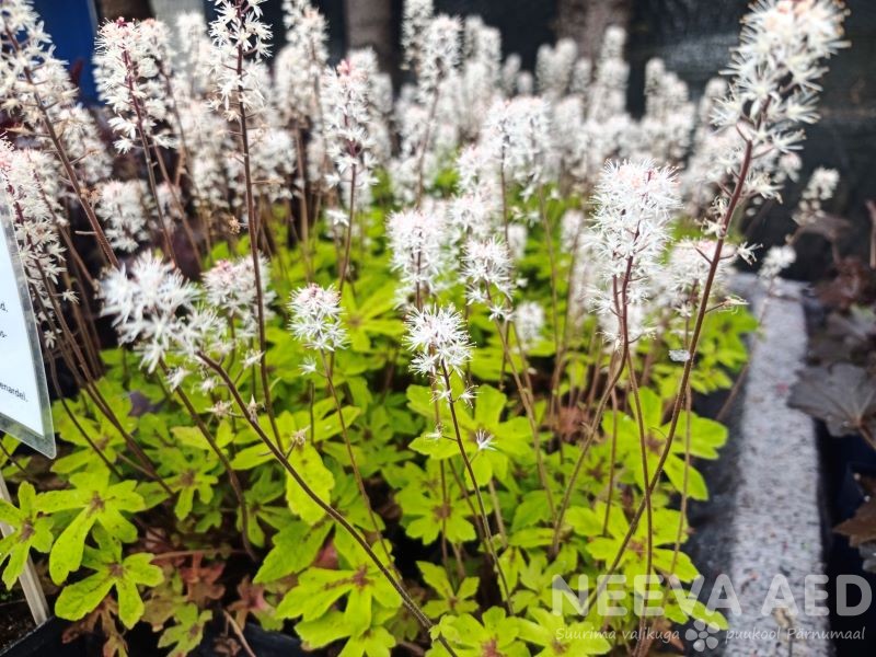 Aedtiarell 'Spring Symphony' L-1,5