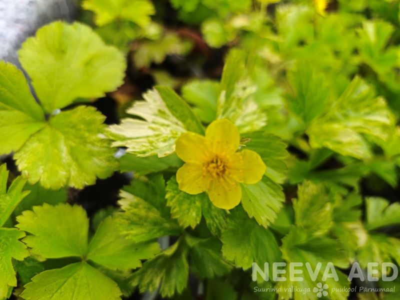 Siberi valdsteinia 'Variegata' P-12