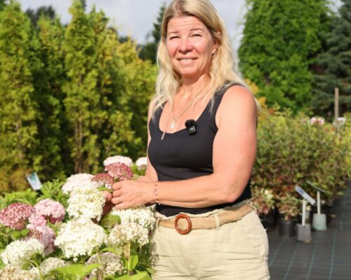 Kuidas Hortensiaid kevadel lõigata? Praktiline koolitus 14. märtsil