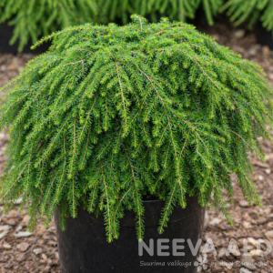 Kanada tsuuga 'Jeddeloh'