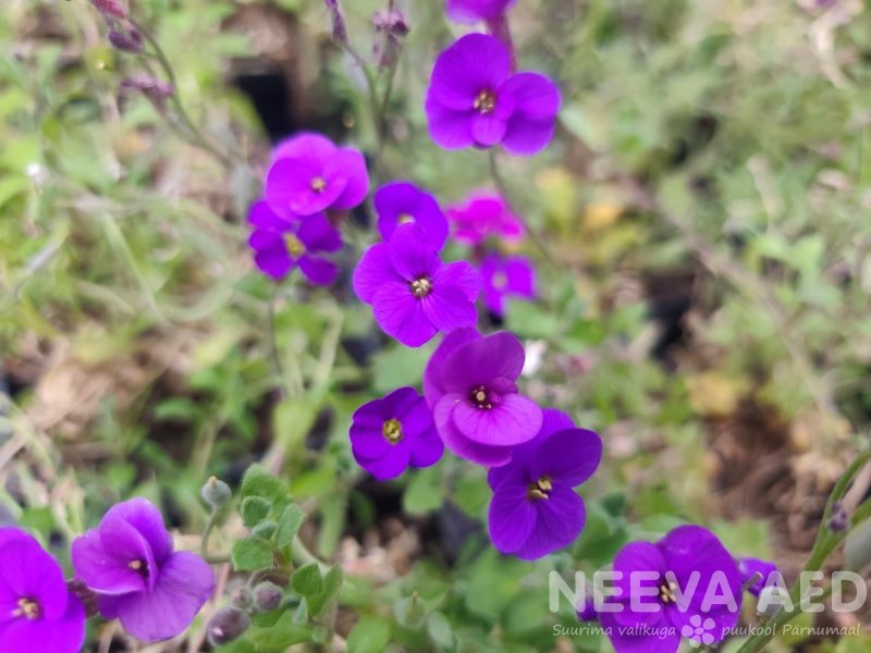 Harilik aubrieeta ´Cascade Purple´ L-1,5