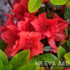 Jaapani rododendron 'Geisha Orange' L-2