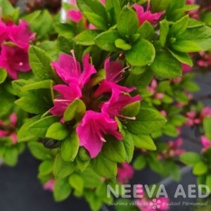 Jaapani rododendron 'Kermesina' 40-45cm L-5