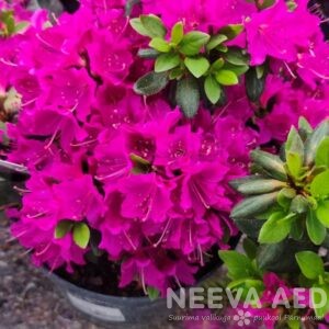 Jaapani rododendron 'Purpurtratum' 20-40cm L-2