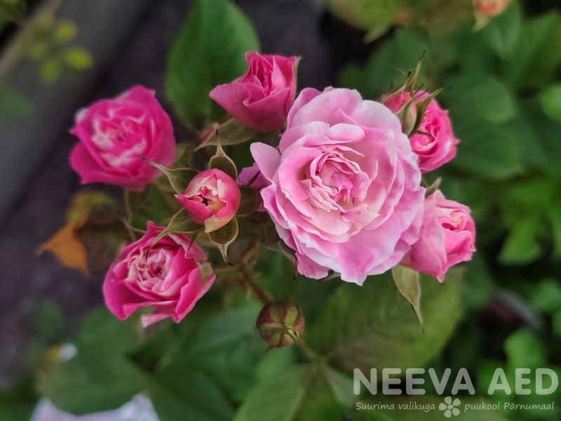 Muskusroos Bouquet Parfait® L-3