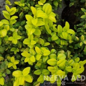 Harilik pukspuu 'Aureovariegata' L-2