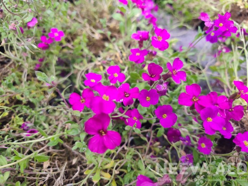 Harilik aubrieeta ´Cascade Red´ L-1,5