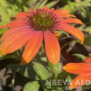 Purpur-siilkübar 'Lakota Orange' L-1,5