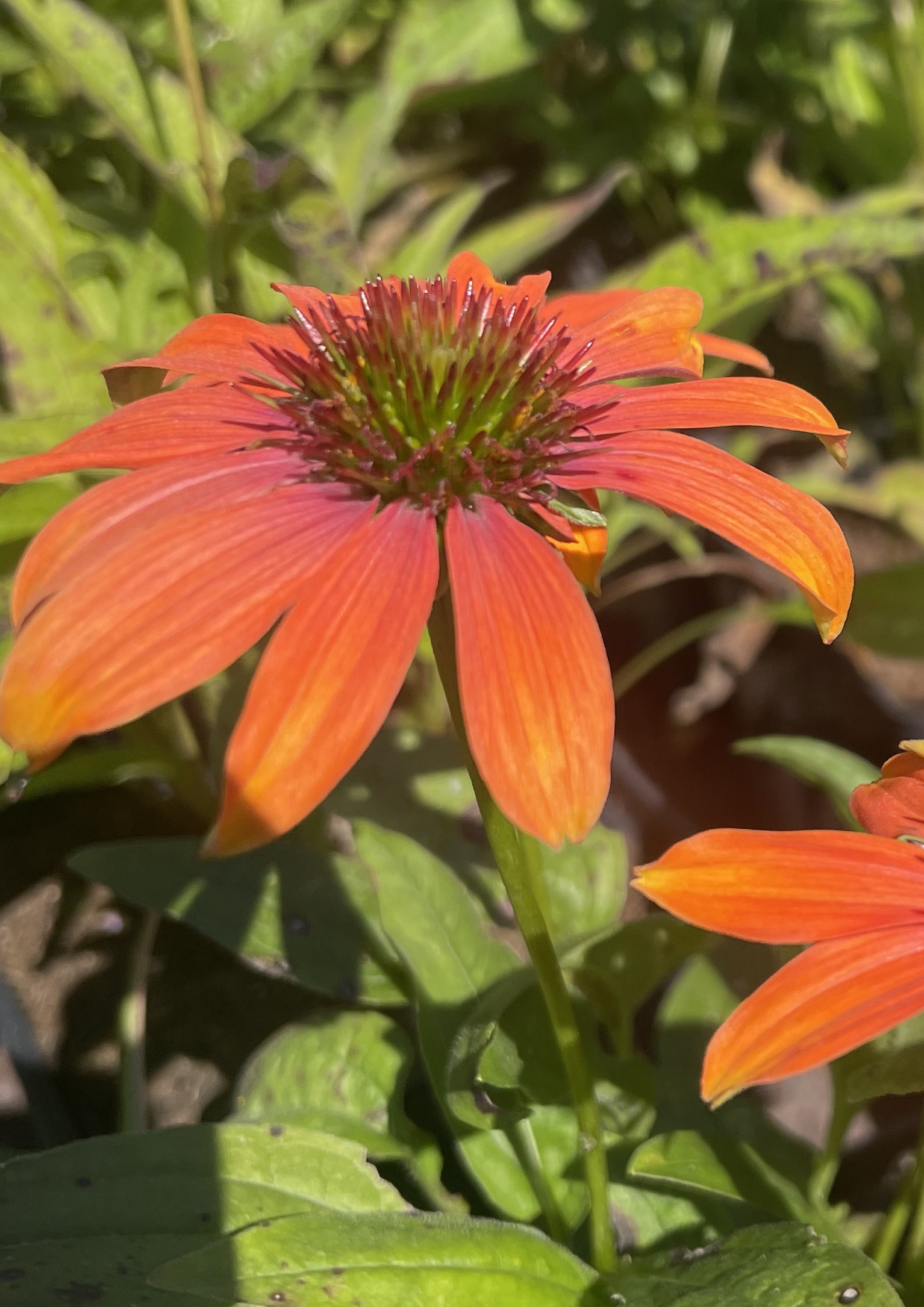 Purpur-siilkübar 'Lakota Orange' L-1,5