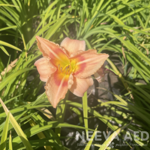 Aed-päevaliilia 'Elegant Candy' L-2
