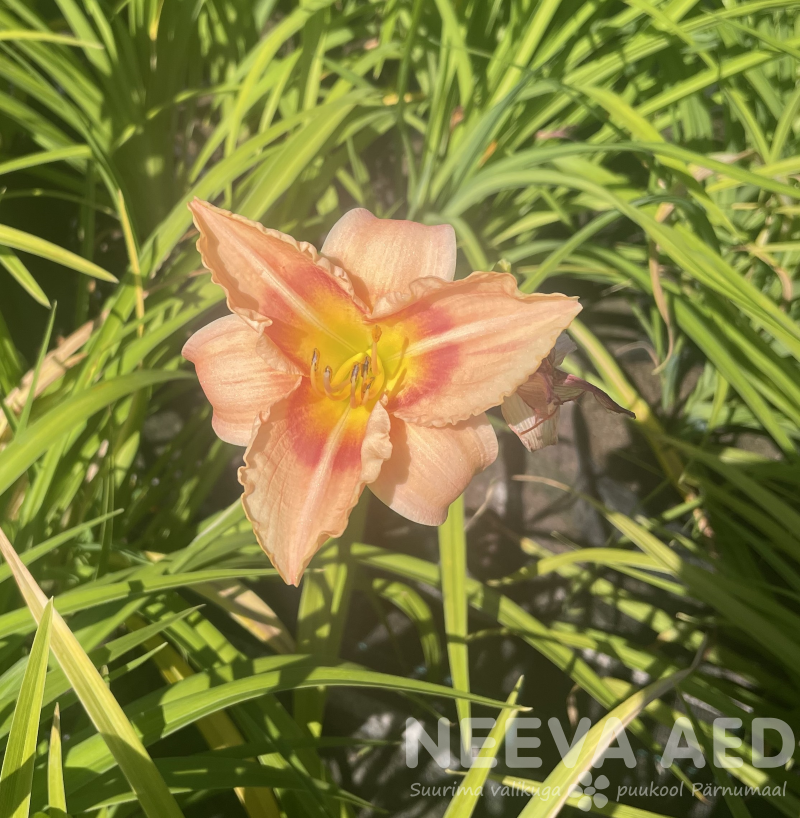 Aed-päevaliilia 'Elegant Candy' L-2