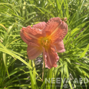 Aed-päevaliilia 'Every Daylily Rose'  L-3