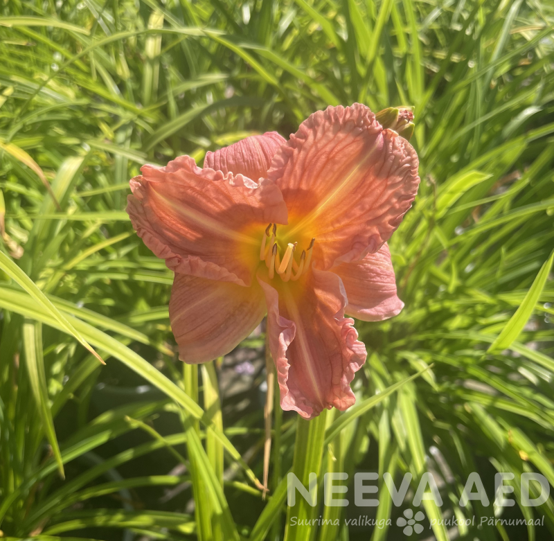 Aed-päevaliilia 'Every Daylily Rose' L-3