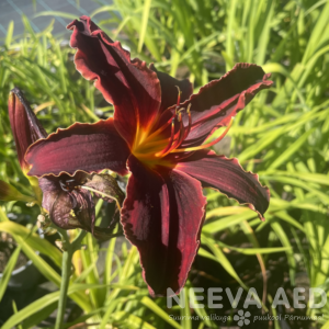 Aed-päevaliilia 'Merlot Rouge' L-2