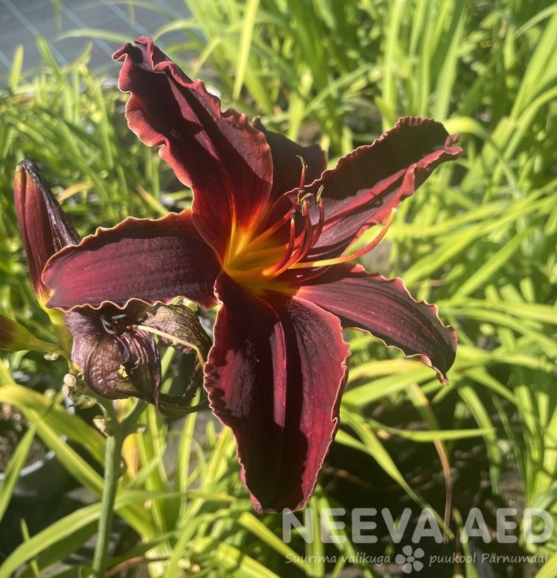 Aed-päevaliilia 'Merlot Rouge' L-2