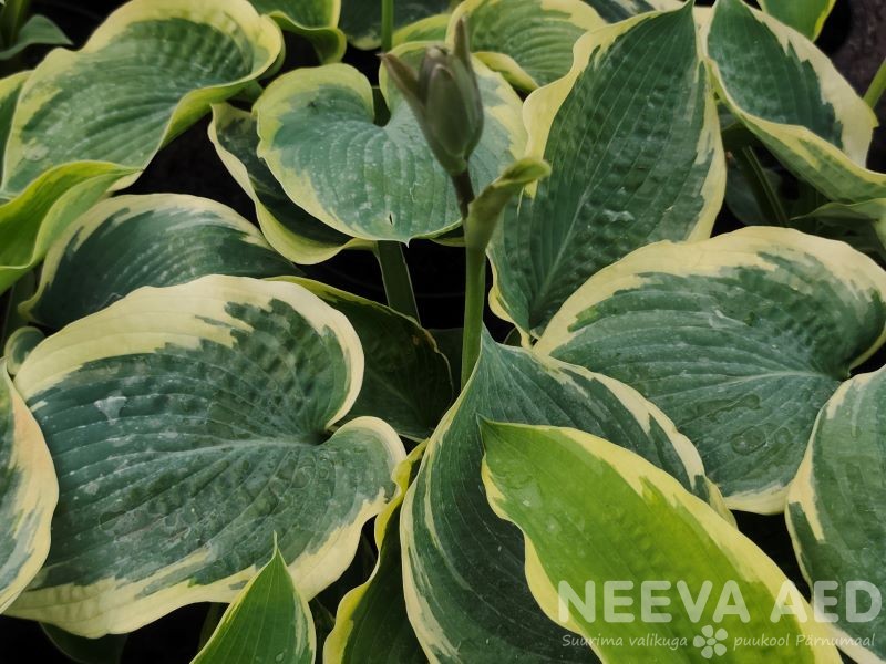 Hosta 'American Halo' L-2