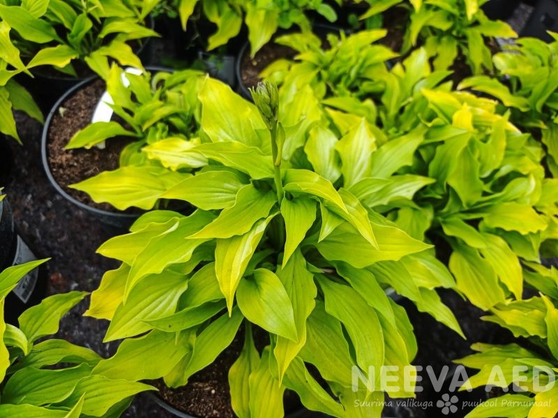 Hosta 'Lemon' L-2