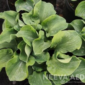 Hosta 'Ruffled Mouse Ears' L-2