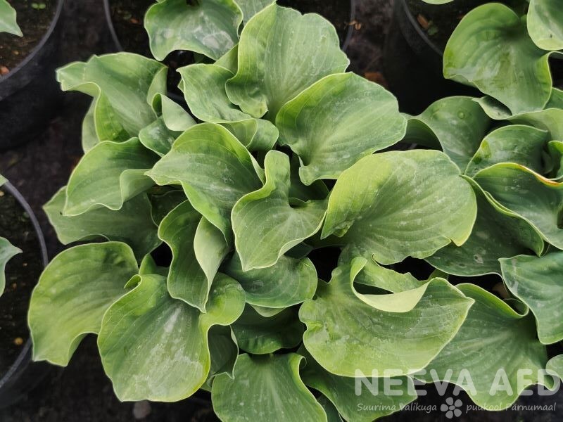 Hosta 'Ruffled Mouse Ears' L-2
