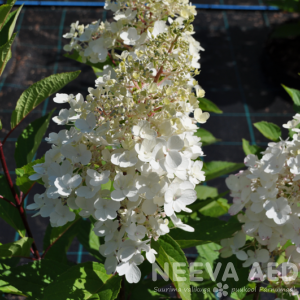 Aedhortensia 'Candlelight'