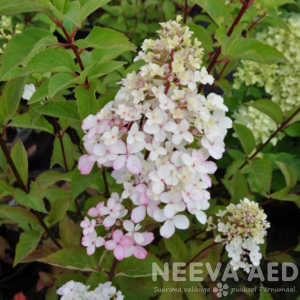 Aedhortensia 'Fraise Melba' syn. 'Renba'
