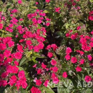 Aed-leeklill e aedfloks 'Flame Red' L-2