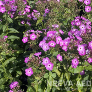 Aed-leeklill e aedfloks 'Purple Eye' L-2