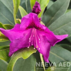 Rododendron 'Rasputin' L-2